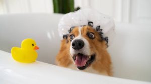 Як часто можна купати собаку